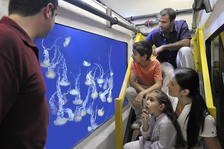 Inside Lost World Aquarium: Behind-the-Scenes Fish Hospital & Ambassador Lagoon Tour, Dubai photo 2