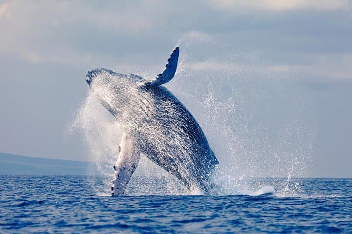 Whale Watching in Colombia's Pacific: Bahía Málaga Humpback Tours