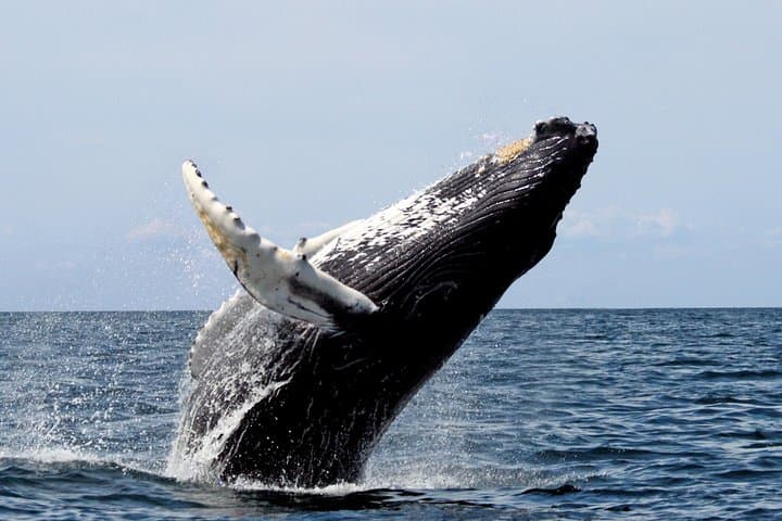 Whale Watching in Colombia's Pacific: Bahía Málaga Humpback Tours photo 2