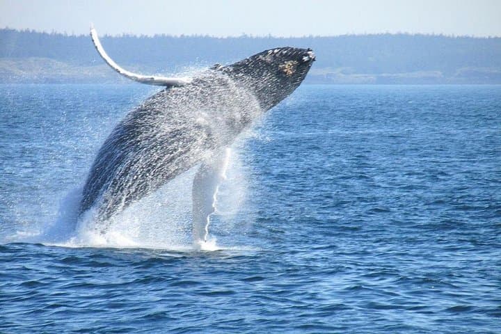 Whale Route Full Day Tour — Land-Based Whale Watching from Cape Town to Hermanus photo 1
