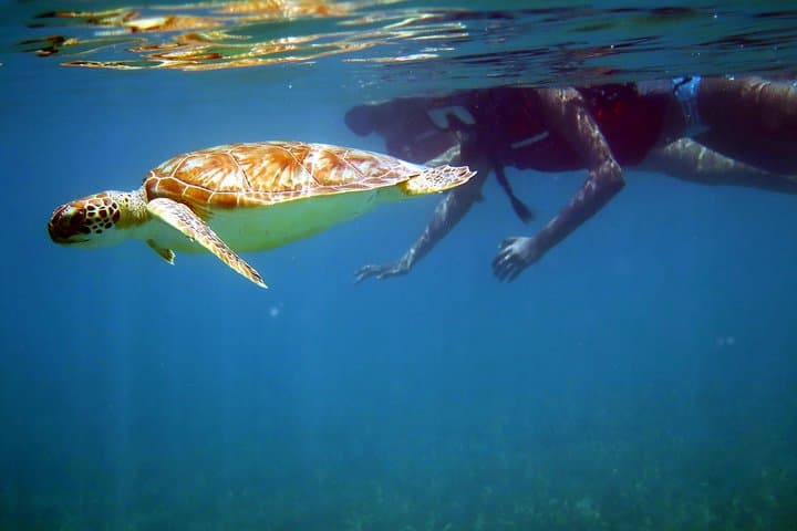 St Thomas Sea Turtle Snorkel and Kayak Tour — Small-Group Guided Adventure