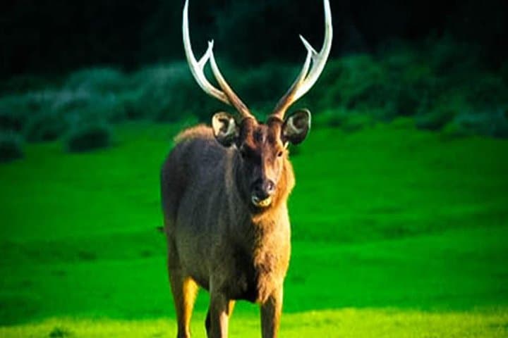 Horton Plains & World's End Day Hike from Nuwara Eliya photo 5