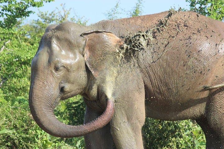 Private Half-Day Safari in Udawalawe National Park — Elephant Encounters & Birdlife photo 1
