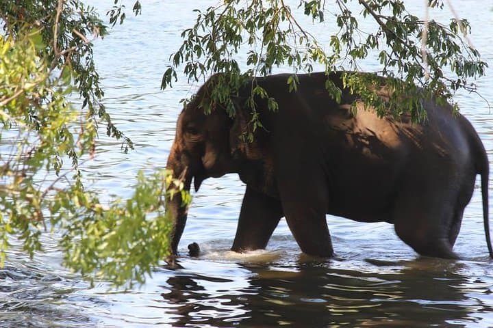 Private Half-Day Safari in Udawalawe National Park — Elephant Encounters & Birdlife photo 2
