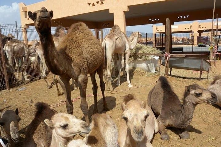 Al Ain Garden City Day Trip from Dubai — Oasis, Forts & Jebel Hafeet Views photo 4