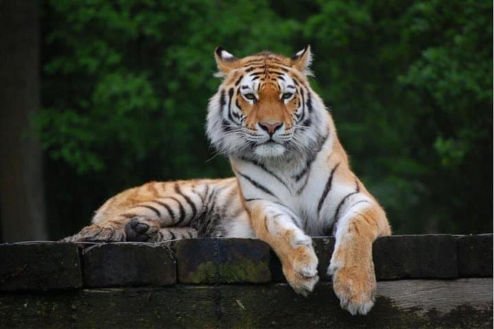 11-Day Golden Triangle & Ranthambore: Delhi, Agra, Jaipur, Udaipur Tour
