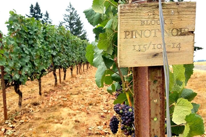Willamette Valley Full-Day Wine Tour: Pinot Noir, Vineyards & Lunch photo 2