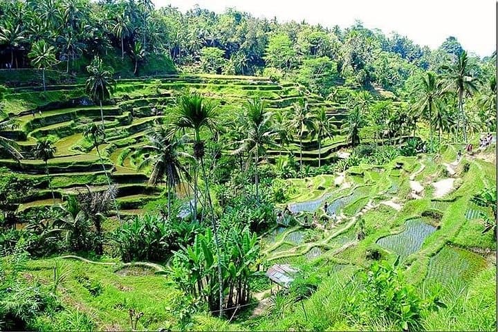See Bali in One Day: Private Full-Day Tour to Temples, Rice Terraces & Waterfalls photo 2