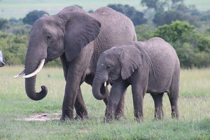 3-Day Maasai Mara Safari from Nairobi — Big Five Game Drives & Tented Camp photo 1