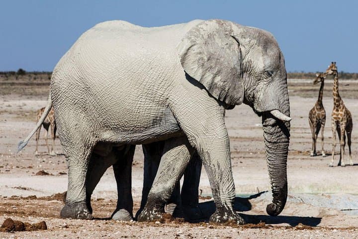 3-Day Etosha National Park Safari: Game Drives, Waterholes & Lodge Stays