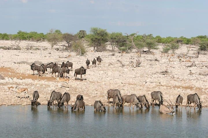 3-Day Etosha National Park Safari: Game Drives, Waterholes & Lodge Stays photo 2