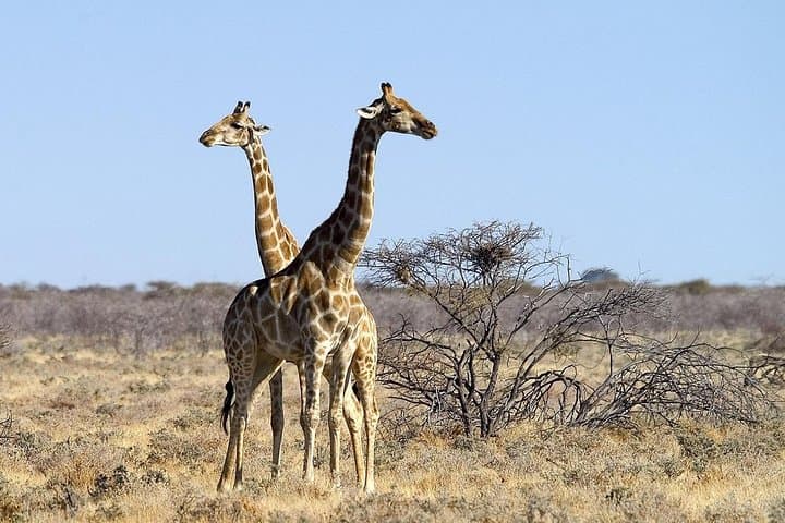 3-Day Etosha National Park Camping Safari from Windhoek photo 2