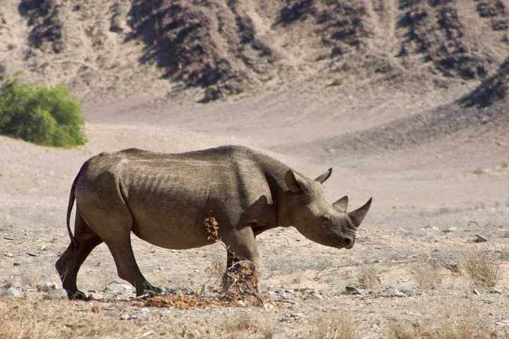 6-Day Namibia: Sossusvlei Dunes, Swakopmund Coast & Etosha Game Drives
