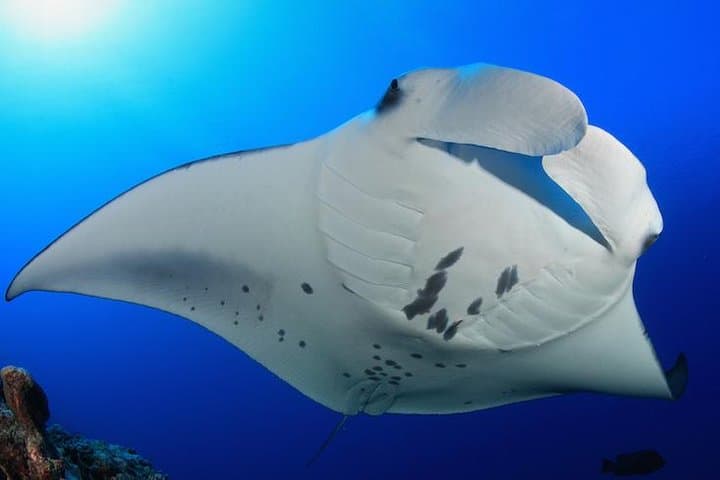 Night Snorkel at Manta Ray Village: Guaranteed Kona Manta Experience