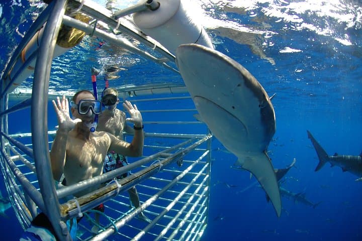 Shark Cage Diving North Shore Oahu: Cage Tours with Galapagos & Sandbar Sharks