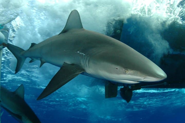Shark Cage Diving North Shore Oahu: Cage Tours with Galapagos & Sandbar Sharks photo 3