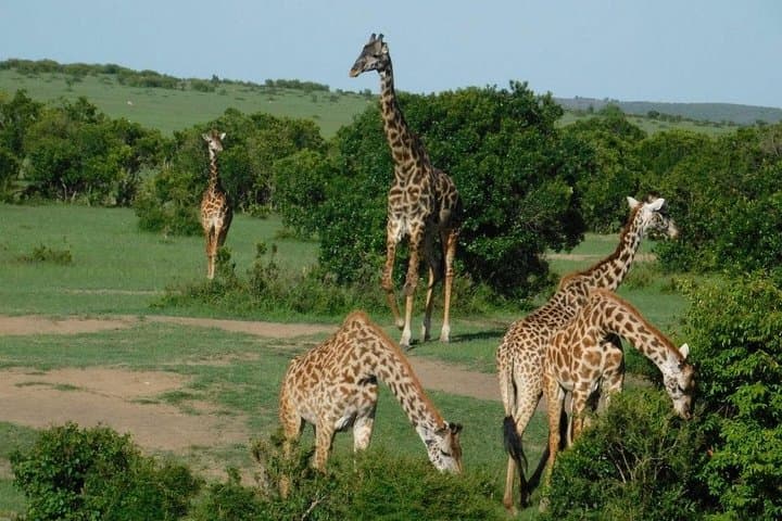 3-Day Maasai Mara Budget Safari with Maasai Village Visit photo 1