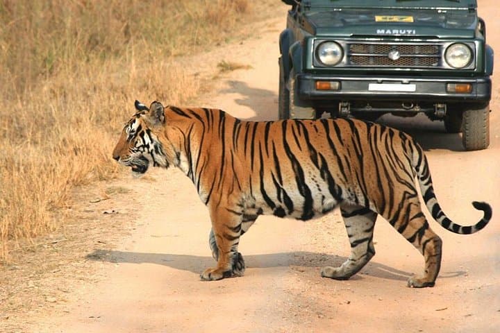 Private Tiger Safari in Panna National Park from Khajuraho photo 1