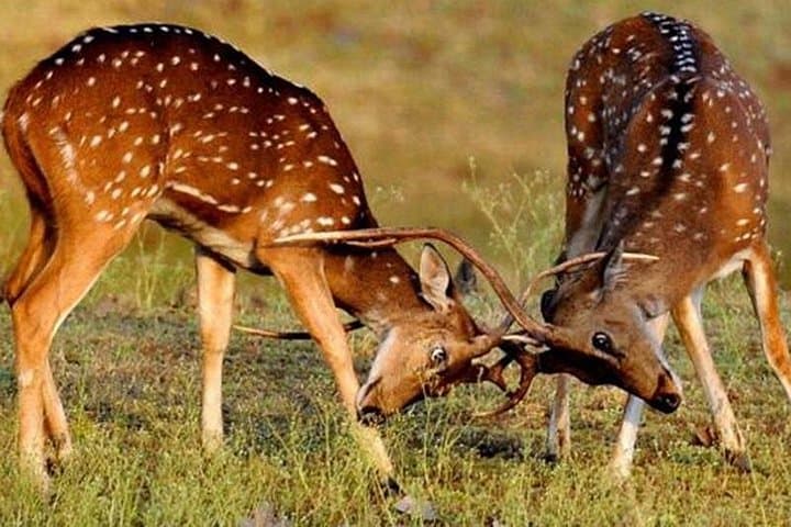 Private Tiger Safari in Panna National Park from Khajuraho photo 2