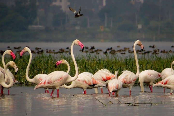 Bhigwan Bird Safari from Pune: Full-Day Private Tour to Kumbhargaon & Bhuleshwar