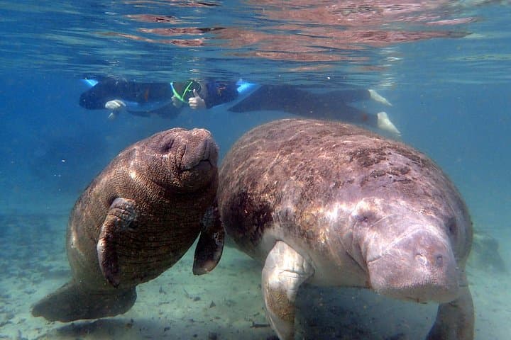 Experience Crystal River's Manatee Snorkel Adventure with Expert Guides photo 6