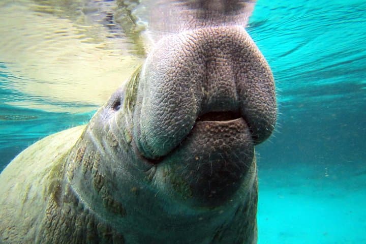 Private Manatee Snorkel Tour in Crystal River — Guided Swim with Gentle Giants photo 2