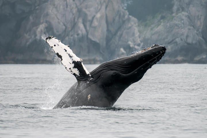 Exploring Juneau: Whale Watching and Mendenhall Glacier Adventure