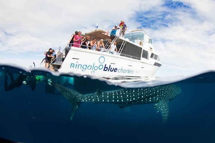 VIP Ningaloo Reef Private Charter — Whale Shark & Snorkel Day from Exmouth