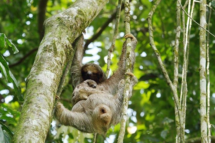 La Fortuna Nature Walk: Ecological Park & Danaus Butterfly Garden Guide photo 2