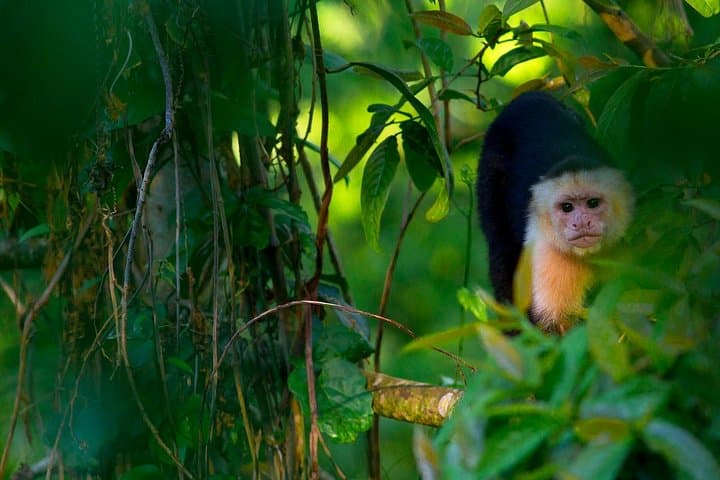 Arenal Hanging Bridges: Canopy Hike Through Costa Rica’s Rainforest photo 2