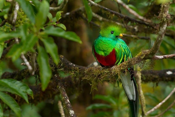 Cloud Forest Hike at Juan Castro Blanco National Park — Quetzals, Headwaters & High-Altitude Trails photo 2