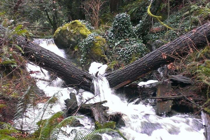 Private Guided Rainforest Hike Near Victoria: Old-Growth Trails & Waterfalls photo 2