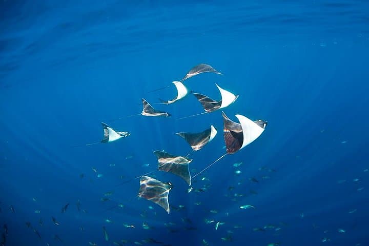Three-Tank Combo: Cabo Reserve & Corridor Dives — Certified Divers photo 3