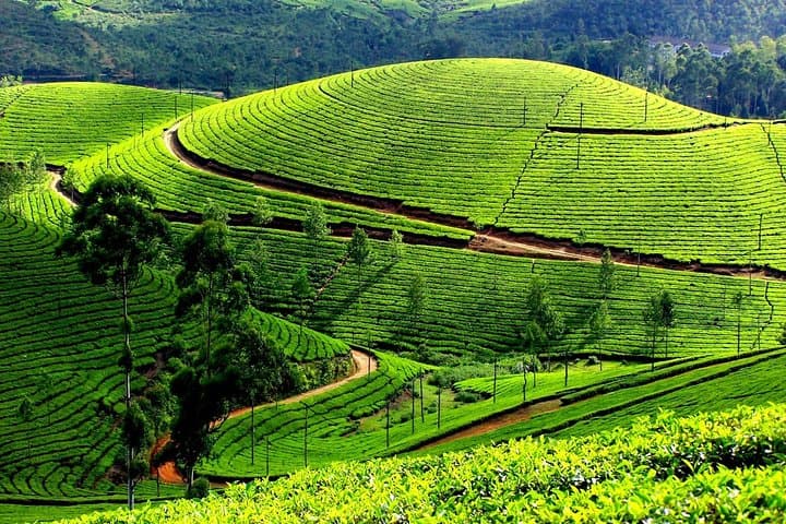 Full-Day Private Munnar Tour from Kochi — Mattupetty Dam, Tea Museum & Spice Plantations photo 1