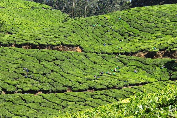 Kerala in Eight Days: Trivandrum to Fort Kochi with Munnar, Thekkady & Alleppey Houseboat