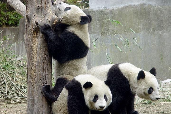 Chengdu Private Day Tour: Morning Giant Pandas & Jinsha Site Museum photo 1
