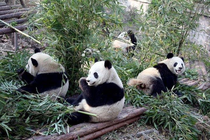 14-Day Private Family Tour: Pandas, Great Wall, Terracotta Warriors & Yangtze Cruise