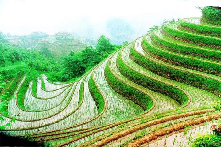 Longji (Dragon’s Backbone) Rice Terraces Day Tour from Guilin: Steps, Views & Zhuang Culture