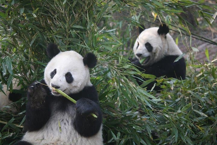 11-Day China Small-Group Tour: Great Wall, Terracotta Army & Pandas