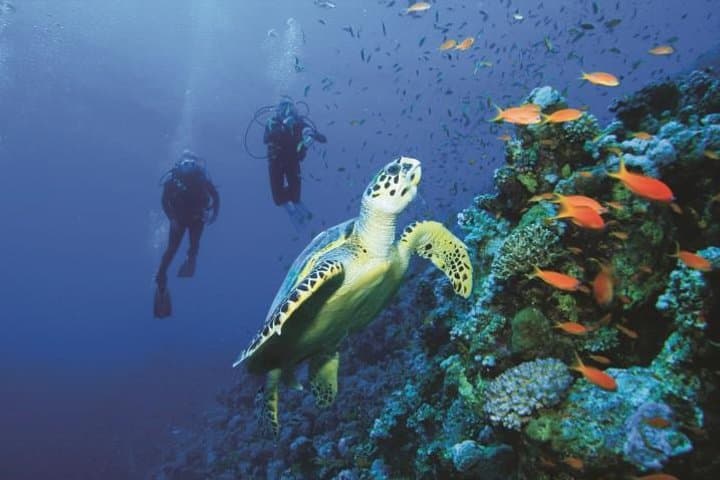 Two-Tank Scuba Dive in Cozumel — Explore Palancar & Columbia Reefs photo 2