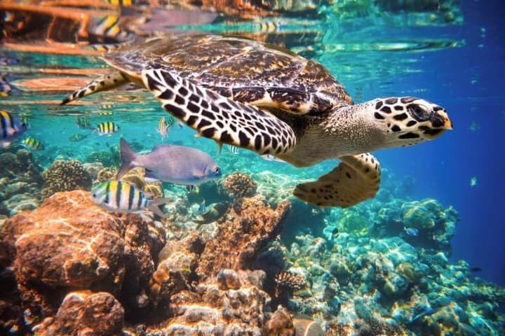 Underwater Maya Snorkeling Tour: Cenote Caverns & Turtle Snorkel from Playa del Carmen