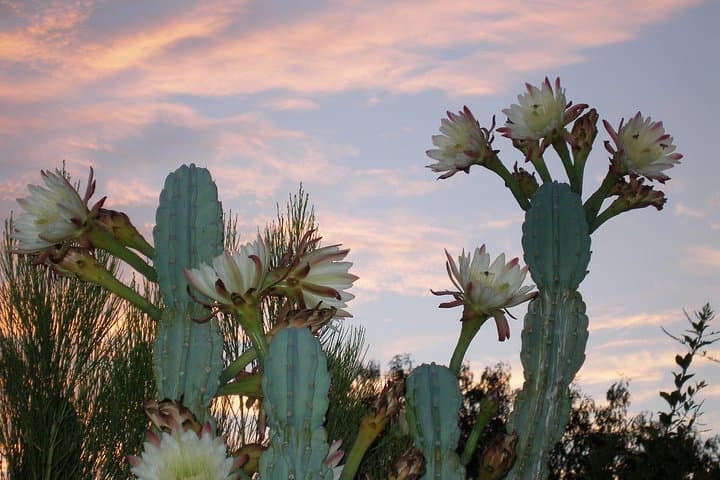 Apache Trail & Dolly Steamboat: A One-Day Sonoran Desert Road and Canyon Lake Cruise photo 2