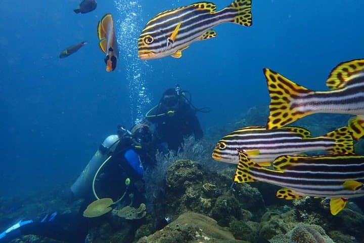 Tulamben USS Liberty Shipwreck Scuba Diving — Full-Day Bali Wreck Dives photo 4