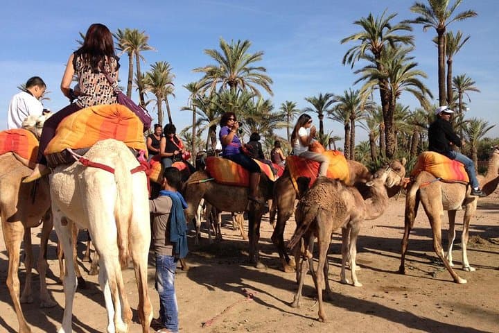 Palmeraie Camel Ride: 1-Hour Palm Grove Experience Near Marrakech