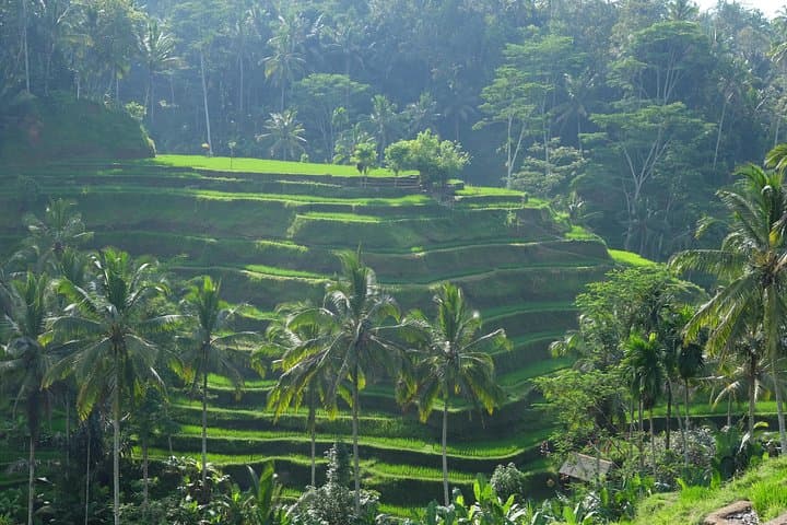 Ubud Experience: Swing, Waterfalls, Art Market & Rice Terraces - Private 8-Hour Tour photo 3