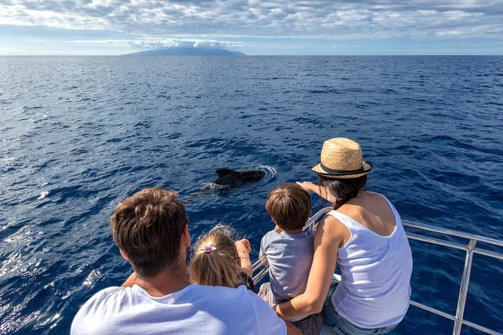 Tenerife Exclusive Sail: Whales & Dolphins Watching from Puerto Colón