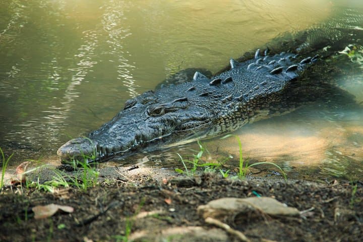 Huatulco to Mazunte and La Ventanilla Wildlife Day Trip