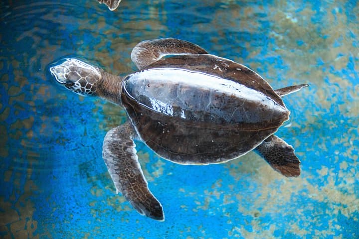 Huatulco to Mazunte and La Ventanilla Wildlife Day Trip photo 2