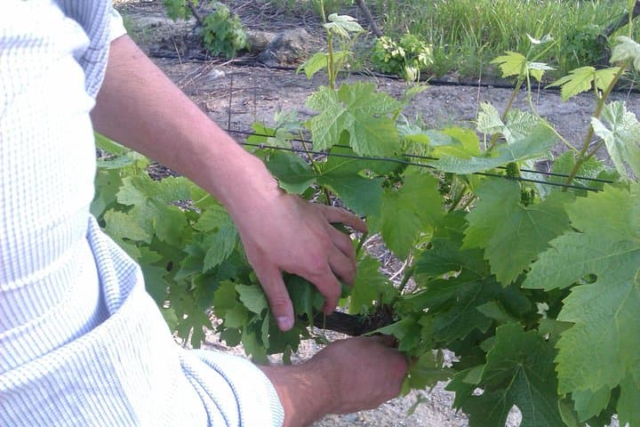 Stellenbosch Winemaker Reserve Tour: Private Vineyard Walks & Barrel Tastings photo 4