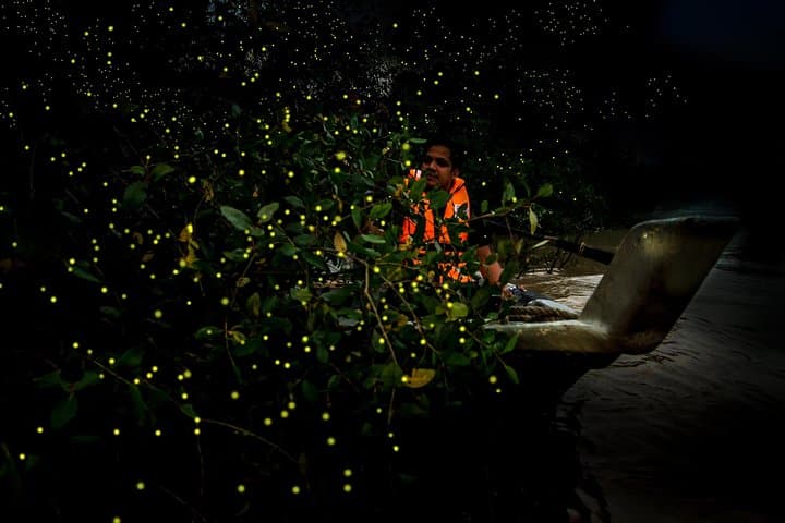Kuala Selangor Fireflies with Batu Caves & Melawati Hill — Sunset Dinner Day Tour photo 3